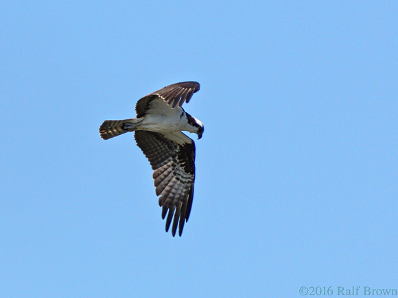 Osprey in flight (cropped to 1100mm eq.)