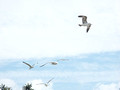 seagulls abound