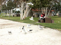 Chula Vista Marina View Park: swooping in