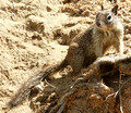 Leucadia: ground squirrel