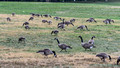 Geese on Flagstaff Hill