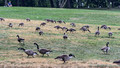 Geese on Flagstaff Hill