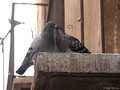 Courting Pigeons