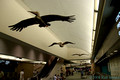 Flight of Pelicans