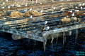 Vigo: Seagulls Resting on Mussel Farm