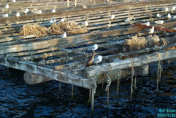 Vigo: Seagulls Resting on Mussel Farm