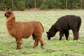 llamas at the Fundacion Chol-Chol