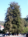 A Small Redwood