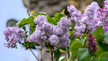 DSF69378.jpg