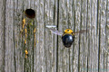 Eastern carpenter bee (Xylocopa virginica) and entrance to nesti