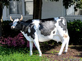 DSF70890.jpg
