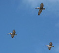 Pelican Overflight