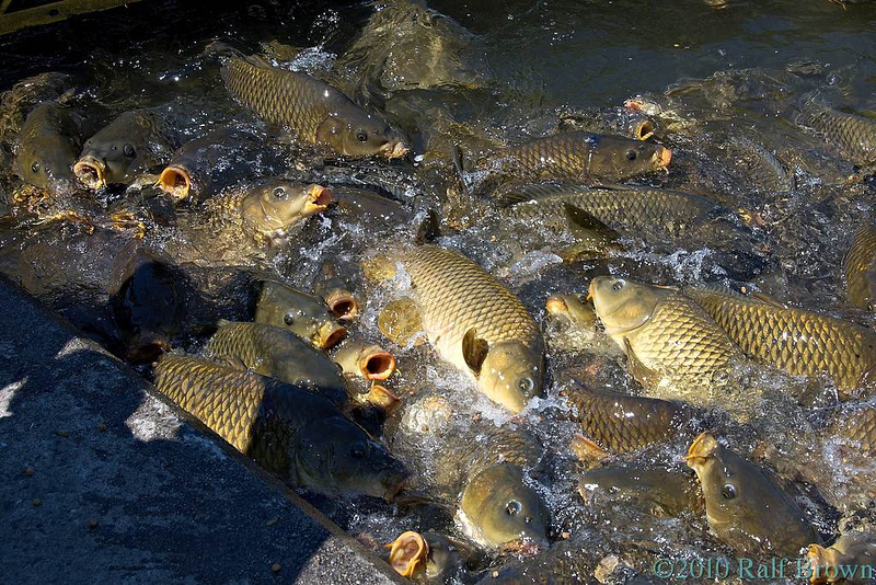 Zenfolio | Ralf Brown | Raystown Lake Fish Feeding Station (2010)