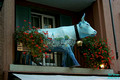 Painted Cow #1