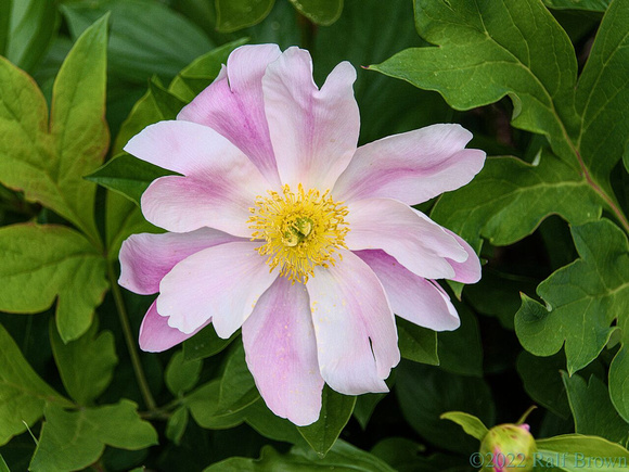 DSF70667.jpg
