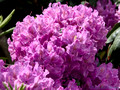 DSF70679.jpg