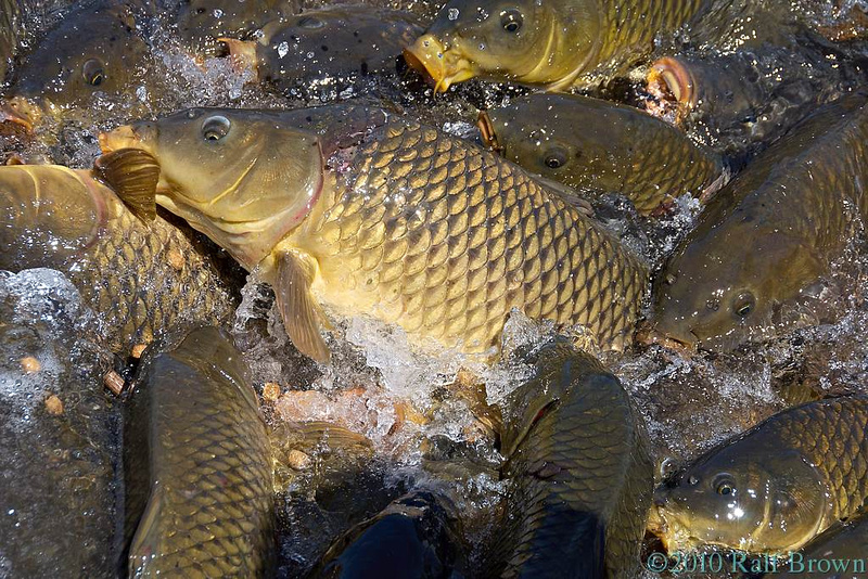 Zenfolio | Ralf Brown | Raystown Lake Fish Feeding Station