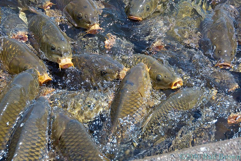 Zenfolio | Ralf Brown | Raystown Lake Fish Feeding Station